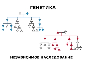 кл_1. Менделевская генетика_Интерактив