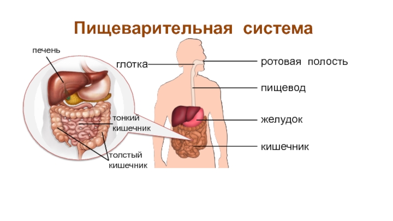 Рот пищевод кишечник. Пищеварительная система пищевод желудок кишечник. Ротовая полость глотка пищевод, печень, желудок, кишечник. Ротовая полость — пищевод — желудок — тонкий кишечник. Пищеварительная система ротовая полость глотка пищевод желудок.