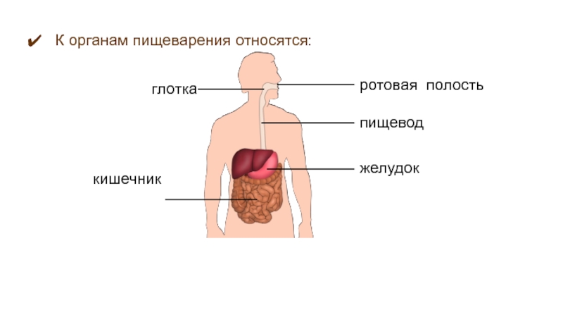 В какую систему органов входит пищевод. Что относится к пищеварительной системе. Органы относящиеся кпищеваарительной системе. К пищеварительной системе относят. К пищеварительной системе не относится.