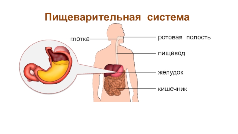 Какие железы в пищеводе. Пищеварительная система пищевод желудок. Пищеварительная система человека строение для детей.
