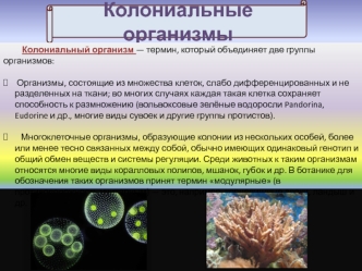 Колониальные организмы