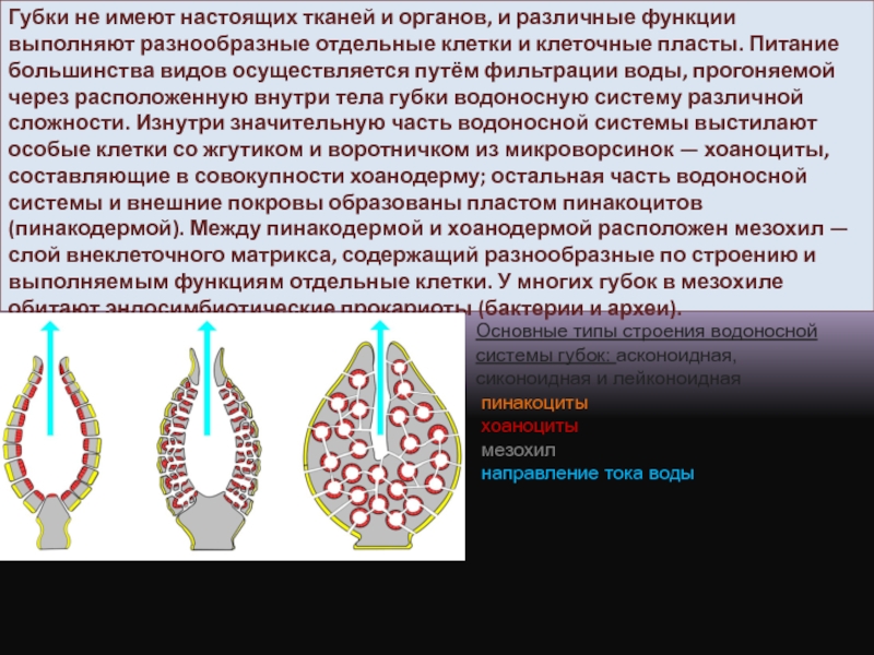 Колониальные организмы презентация 10 класс