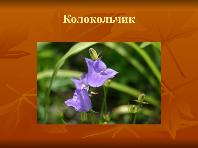 Колокольчик 16