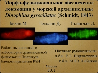 Морфо-функциональное обеспечение локомоции у морской архианнелиды Dinophilus gyrociliatus (Schmidt, 1843)