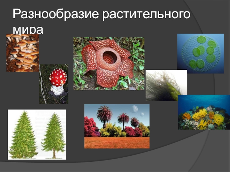 Разнообразие растений. Разнообразие растительного мира. Разнообразие мира растений. Биоразнообразие растений. Растительность многообразие.