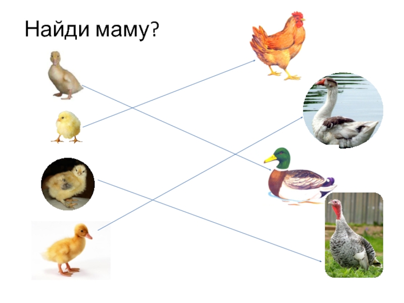 Презентация домашние птицы и их детеныши со звуком