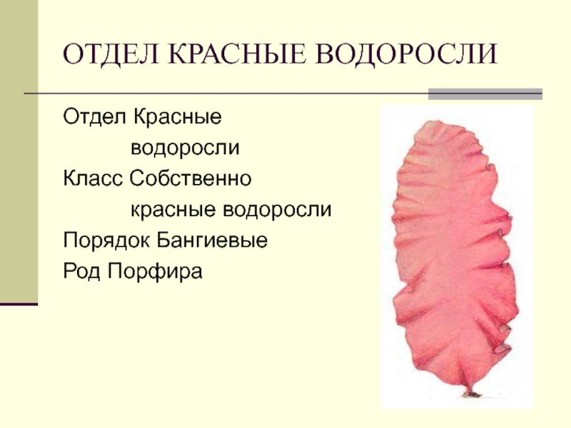 Отдел красные водоросли