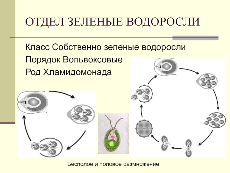 Условия размножения водорослей. Размножение водорослей хламидомонада. Цикл размножения хламидомонады. Бесполое размножение хламидомонады. Половое размножение хламидомонады.