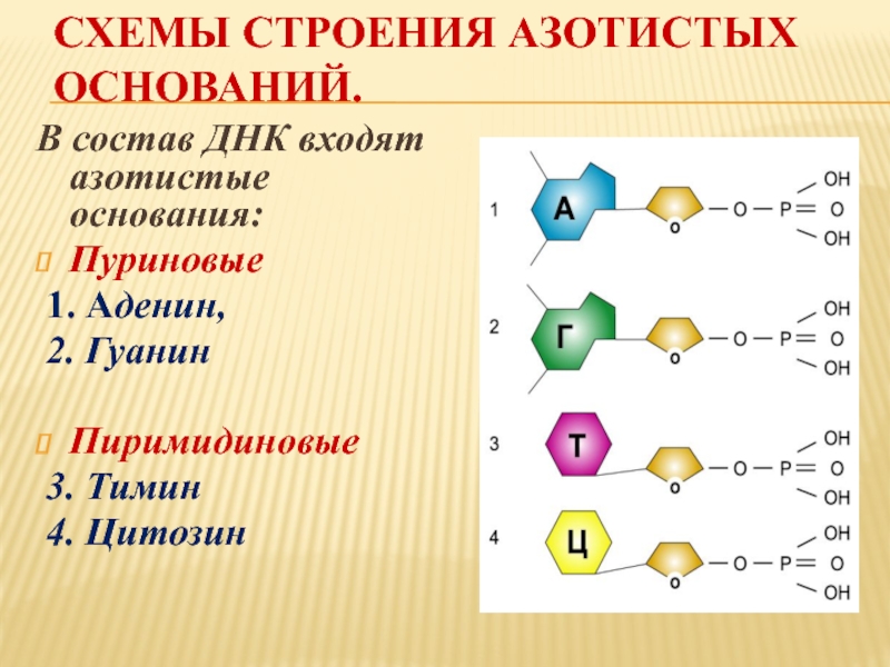 Содержит нуклеотиды с азотистым основанием тимин. Азотистые основания входящие в состав ДНК. В состав нуклеотида ДНК входит азотистое основание. Азотистые основания аденин гуанин цитозин Тимин. Схемы строения азотистых оснований..