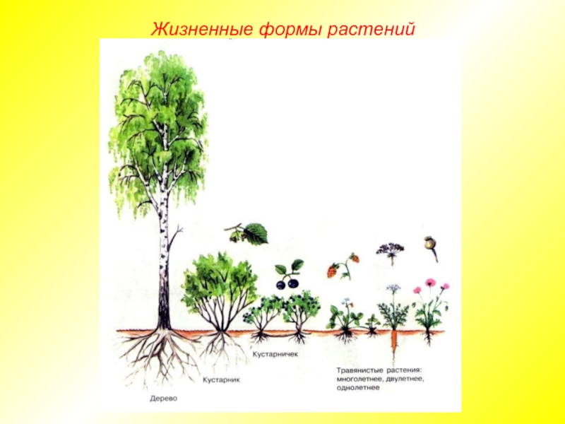 Доклад по теме Жизненные формы растений и животных