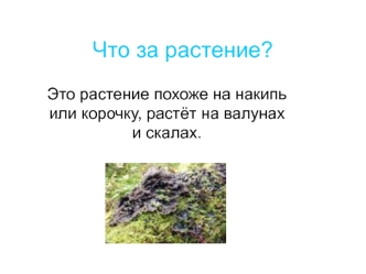 Что за растение?