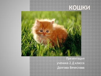 Кошки. Подвид лесной кошки