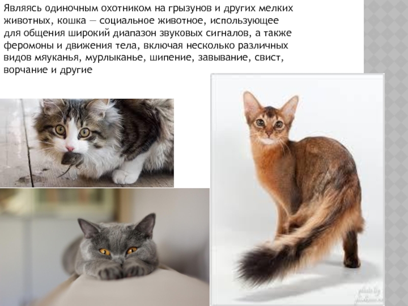 Рассмотрите фотографию кошки породы. Презентация отряд кошачьих. Где Родина кошек. Математика в жизни кошки презентация.