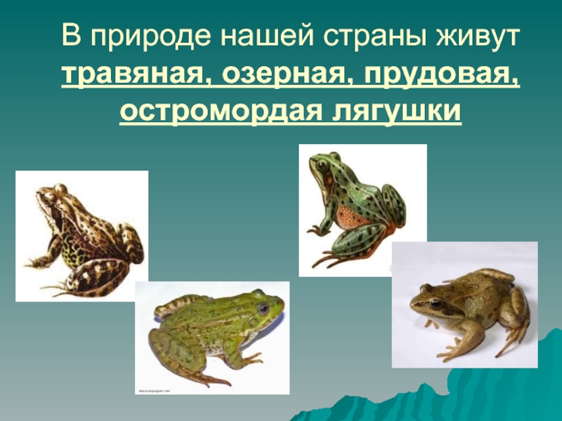 Лягушки окружающие мир. Озерная Прудовая травяная остромордая лягушка. Лягушка для презентации. Презентация по лягушкам. Презентация на тему лягушка.
