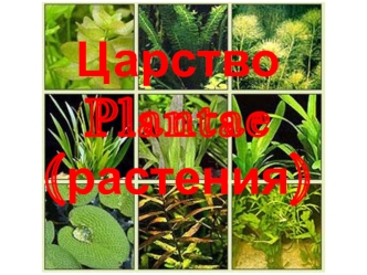 Царство Plantae (растения). Подцарство Thallophyta