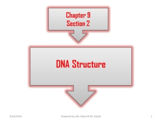 DNA Structure. Nitrogen bases. (Chapter 9.2)