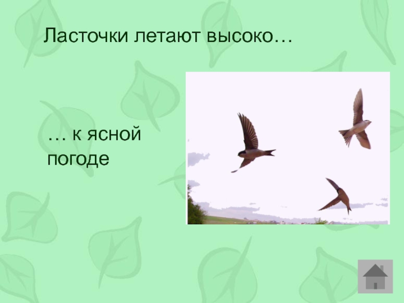 Ласточки летают высоко. Если ласточки летают высоко. Почему перед дождём ласточки летают низко. Ласточки низко летают. Ласточки летают низко мне в суде.