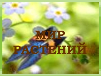 Мир растений