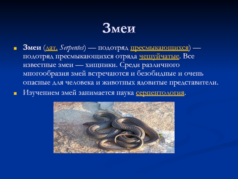 Змеи относятся к виду. Отряд чешуйчатые подотряд змеи представители. Змеи доклад. Презентация про змей. Доклад про змею.