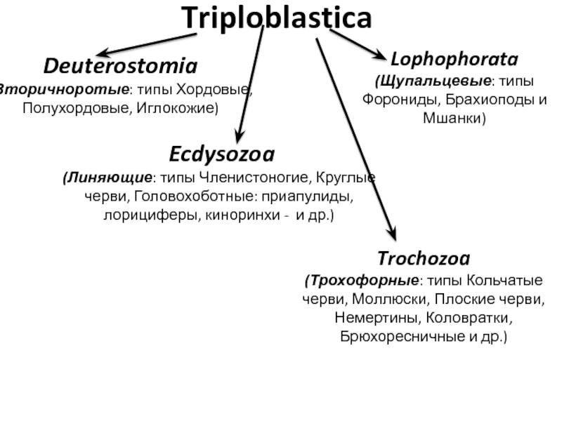 Triploblastica Deuterostomia  (Вторичноротые: типы Хордовые, Полухордовые, Иглокожие)  Ecdysozoa  (Линяющие: типы Членистоногие,