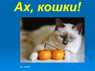 Ах, кошки!