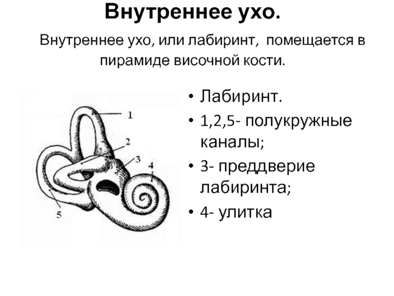 Полукружные каналы внутреннего уха расположены