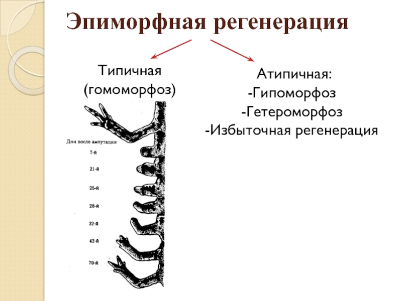 Гетероморфоз. Гипоморфоз примеры. Гетероморфоз примеры. Таблица типы регенерации гомоморфоз гетероморфоз.