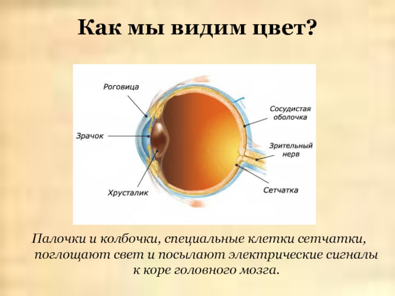 4 колбочки зрение