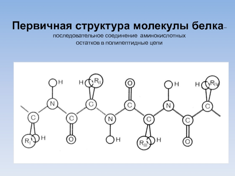 Первичная структура молекулы