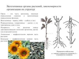 Вегетативные органы растений, закономерности организации их структур