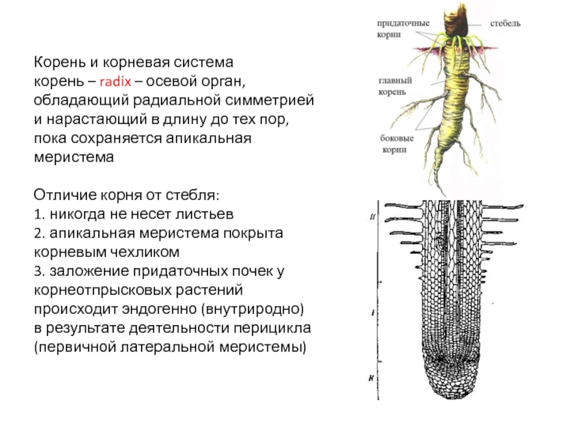 Пояснение корень. Корневые системы схема ЕГЭ. Придаточная система корня. Отличие корня от стебля анатомия. Строение корня.