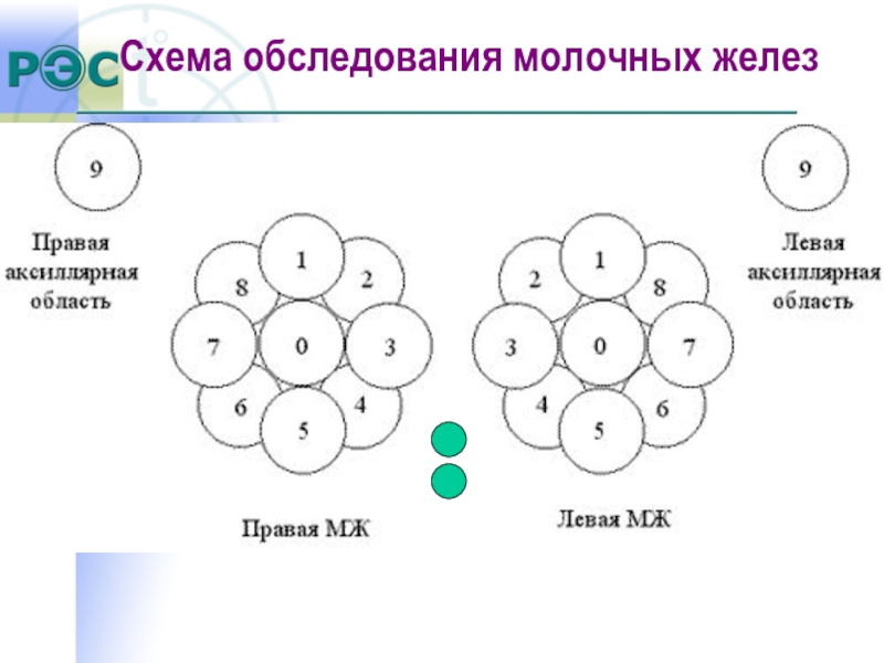 Схема обследования молочной железы у женщин