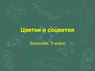 Цветки и соцветия