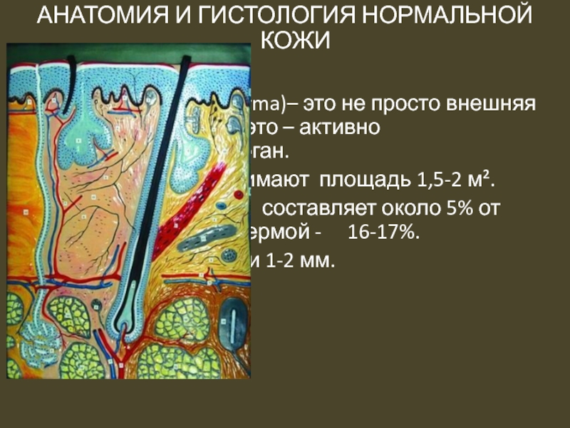 Строение кожи дерматовенерология презентация