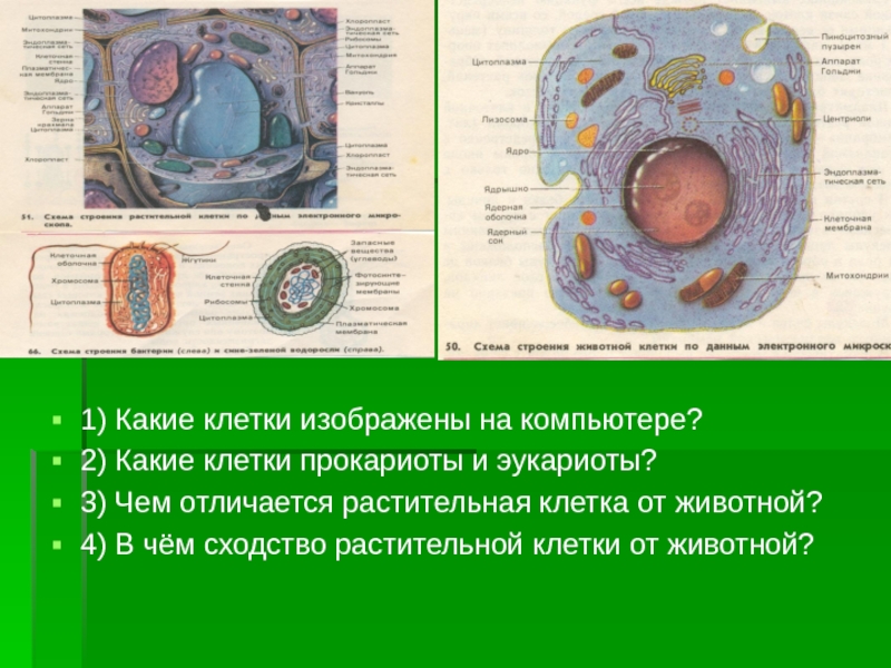 На рисунке изображен процесс метаболизма эукариотической клетки. Строение прокариотической и эукариотической клеток. Какая клетка изображена. Растительная Прокариотическая клетка. Вывод эукариотическая клетка и Прокариотическая.