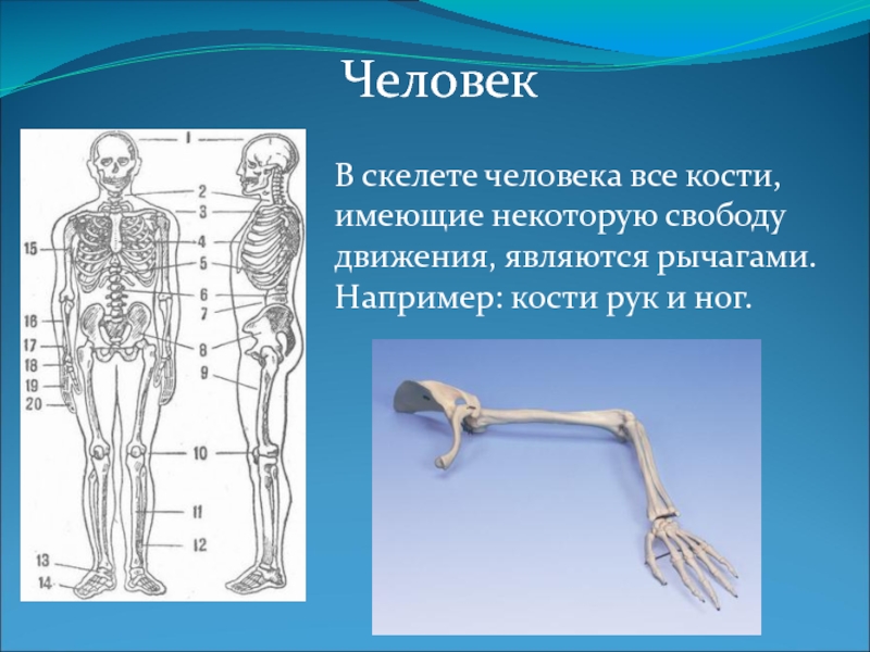 Руки человека рассказ. Кости человека. Скелет человеческой руки. Кости скелета конечностей человека. Число костей в скелете человека.