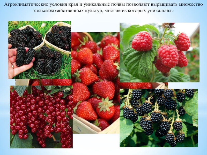Агроклиматические условия ставропольского края