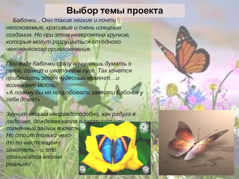 Почему бабочки такие разные и красивые. Проект на тему бабочки. Актуальность проекта про бабочек. Проект про бабочек. Задача проекта про бабочек.