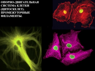 Опорно-двигательная система клетки (цитоскелет). Промежуточные филаменты