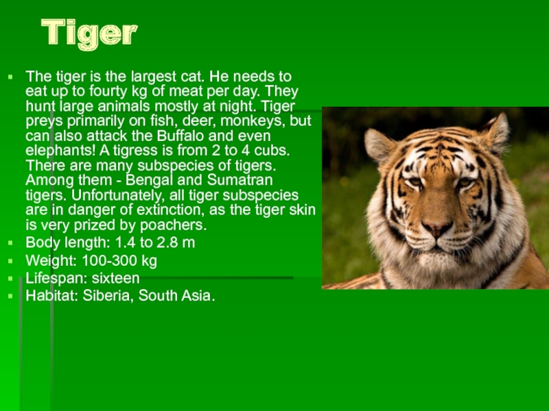 The tiger is the largest cat. 