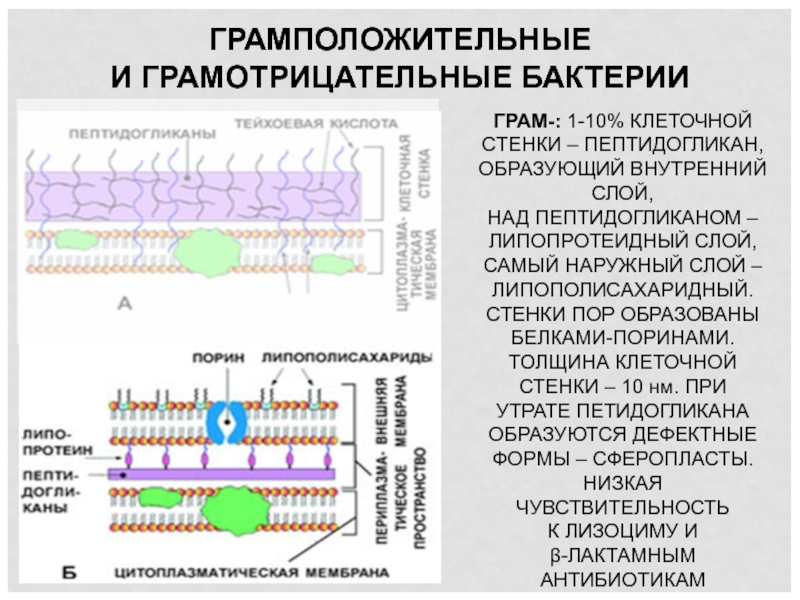 Белки клеточной стенки