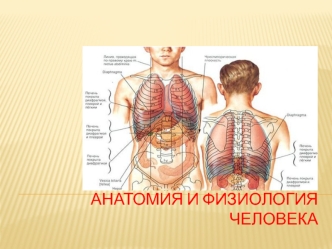 Анатомия и физиология человека