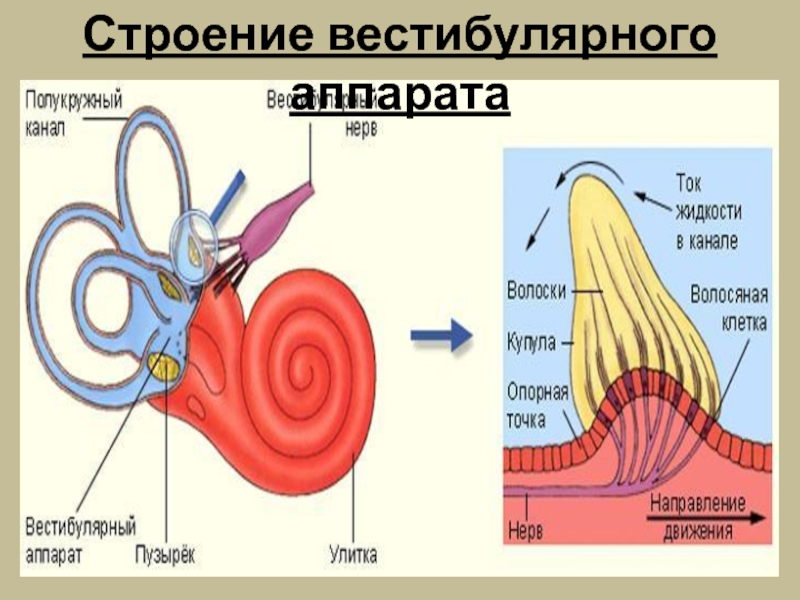 Жидкость полукружного канала. Вестибулярный аппарат строение анатомия. Рабочие структуры вестибулярного аппарата. Строение вестибулярного аппарата. Структура вестибулярного аппарата.