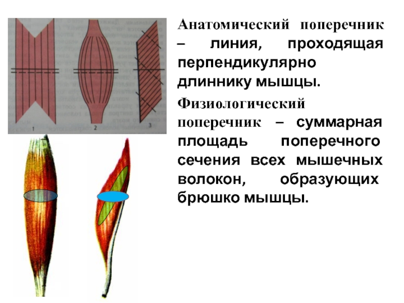 Поперечник. Анатомический поперечник мышцы + Виноградов. Поперечное сечение мышц. Поперечное сечение мышечных волокон. Поперечный разрез мышц мышечных волокон.