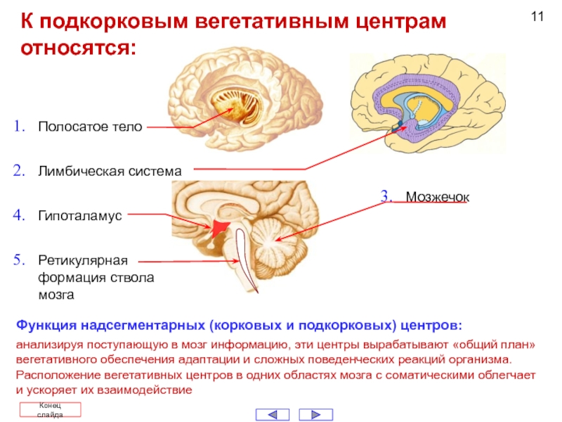 Подкорковые вегетативные центры. Корковый центр вегетативной нервной. Подкорковая система головного мозга. Строение подкорковых структур мозга. Лимбическая система мозга вегетативные функции.
