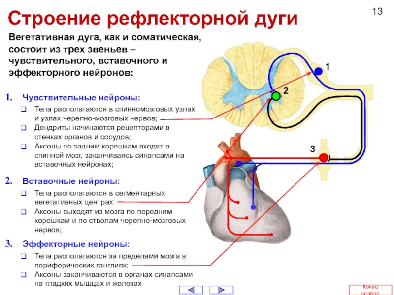 Центр вегетативных рефлексов. Вегетативная нервная система структура рефлекторной дуги это. Рефлекторная дуга соматического и вегетативного рефлекса.