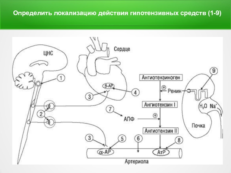 Гипотензивное действие