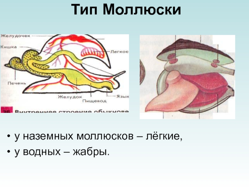 Эволюция дыхательной системы презентация 7 класс