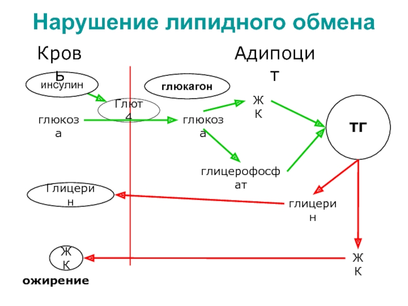 Ожирение биохимия презентация