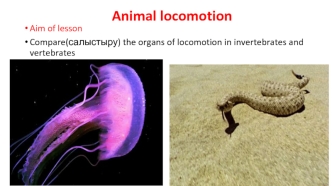 Animal locomotion